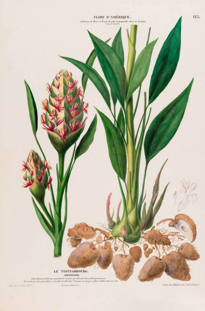 Turmeric Flore d'Amérique (1843-1846) Étienne, a public domain botanical plate.