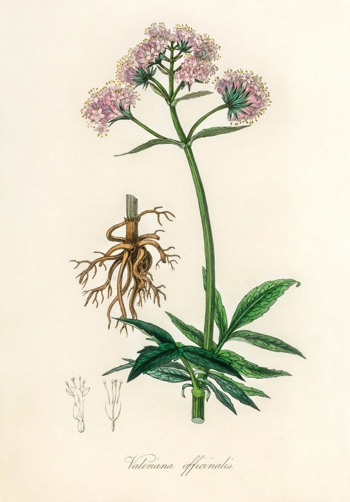 Valerian (Valeriana officinalis) illustration. Digitally, a public domain botanical plate.