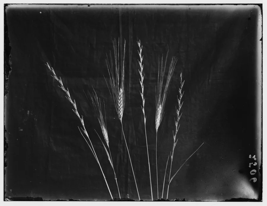 Wheat botanical plate, public domain.